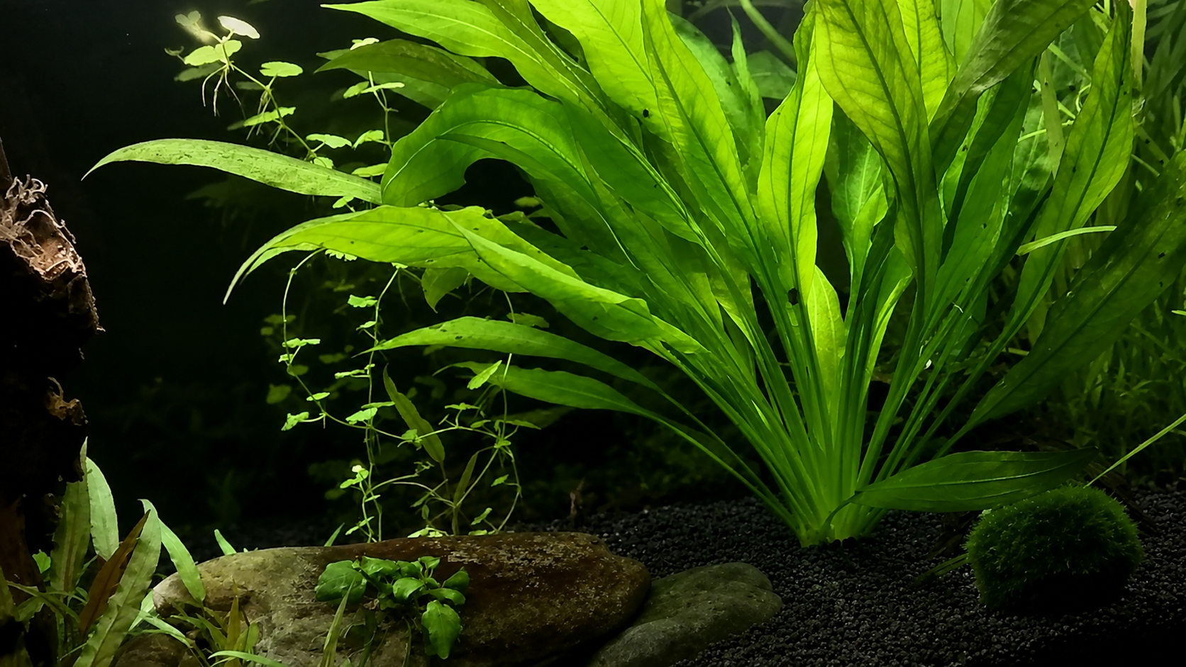 Amazon Sword (Echinodorus bleheri): The Classic Centerpiece Plant